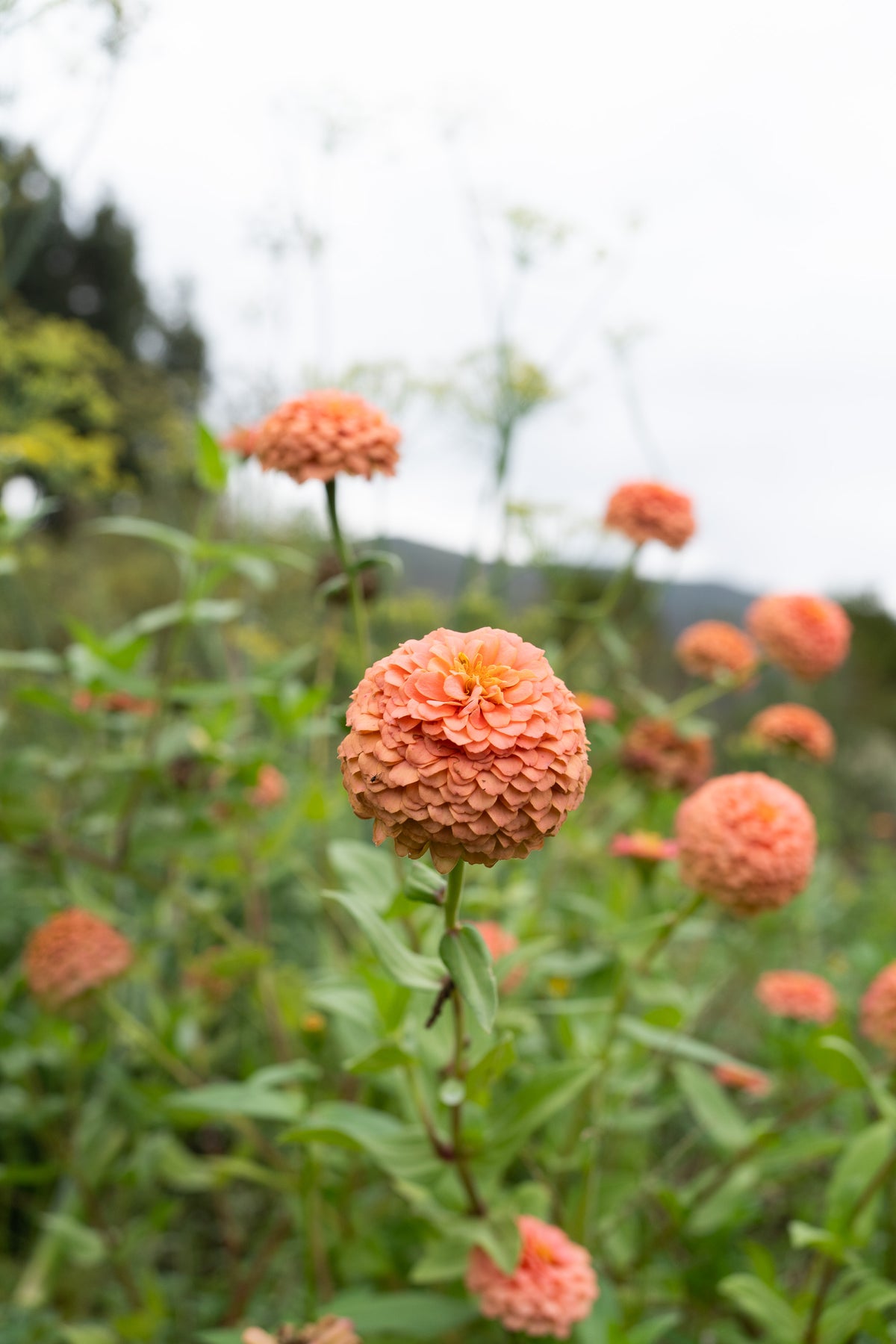 Oklahoma Salmon Zinnia Flower