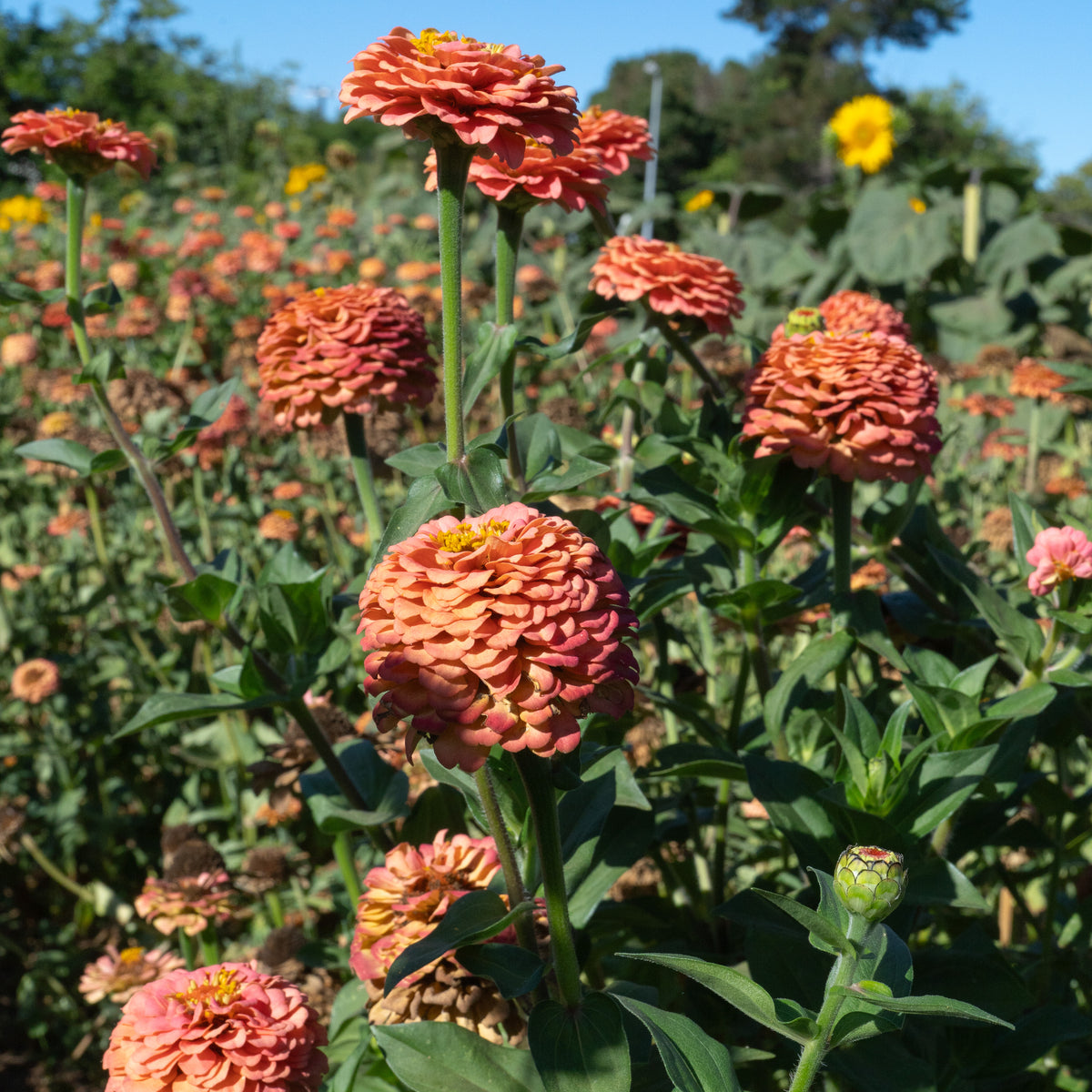 Oklahoma Salmon Zinnia Flower