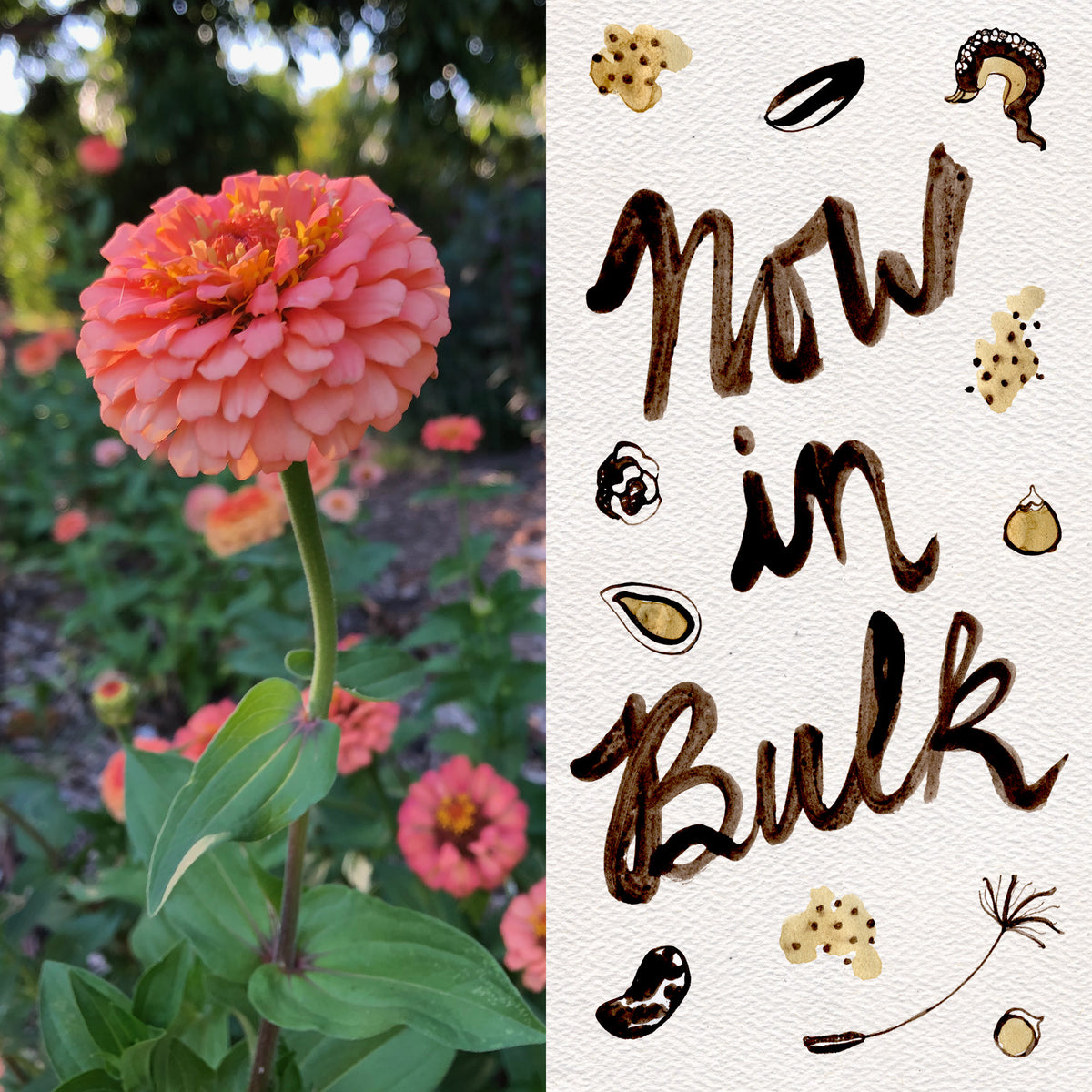 Oklahoma Salmon Zinnia Flower