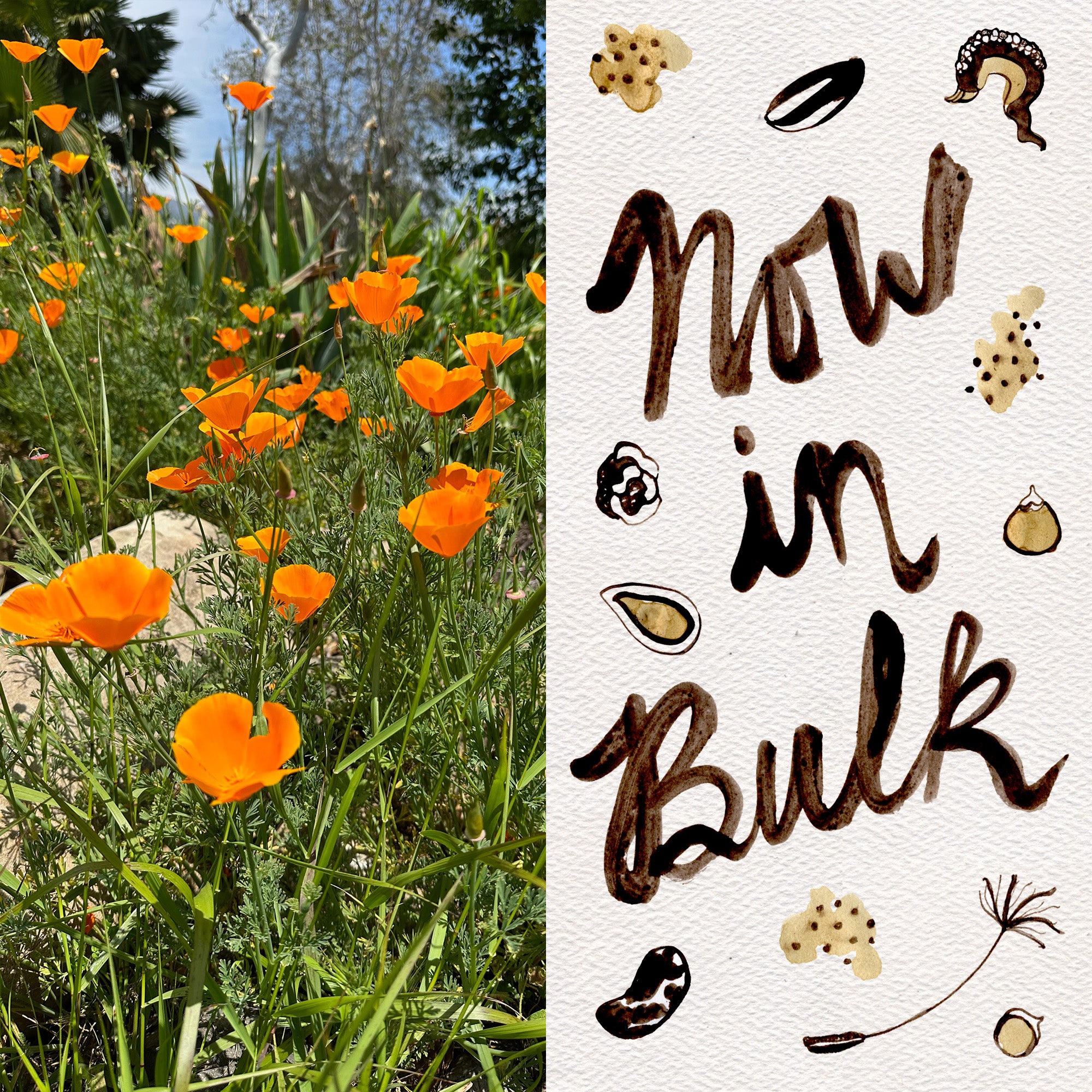 California Poppy Seeds BULK: 20,000 Seeds (1 ounce)