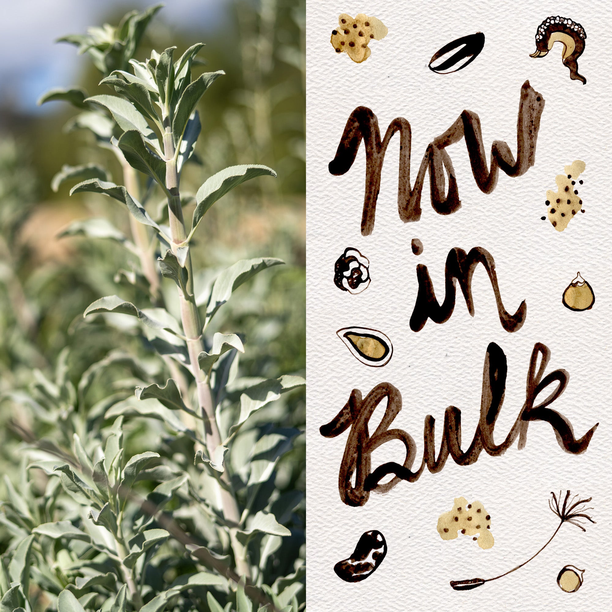 sage plant seeds White Sage 'Salvia apiana'