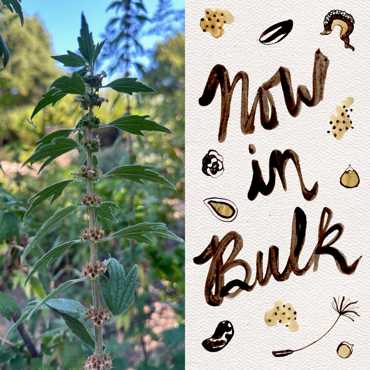 Motherwort