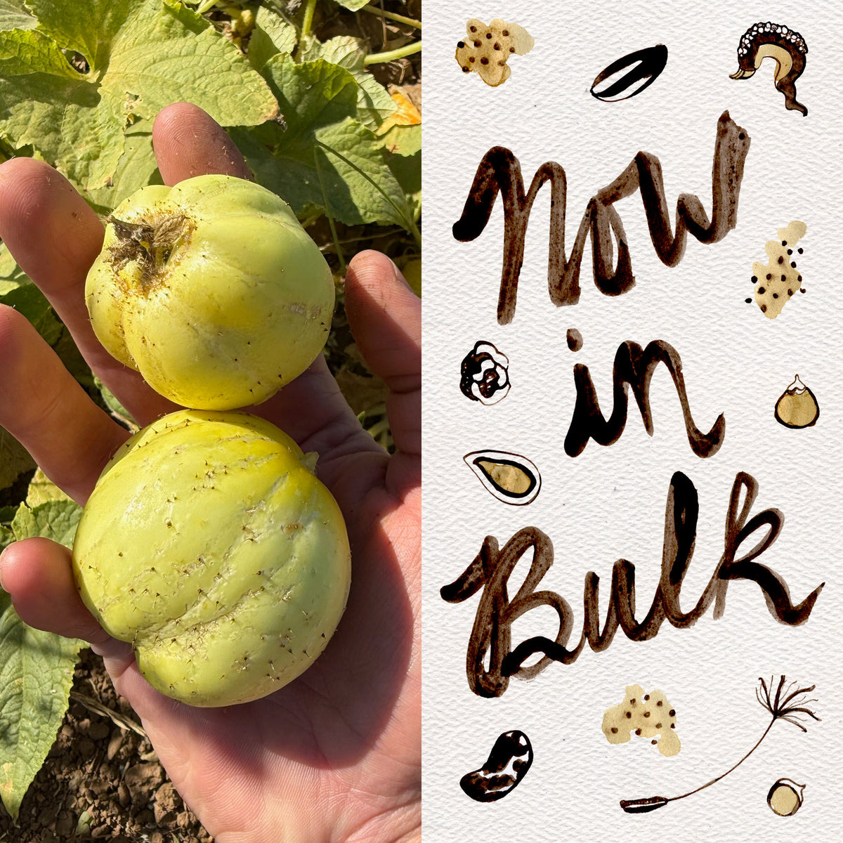 Lemon Cucumber