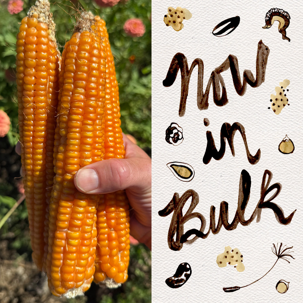 Otto File Flint Corn