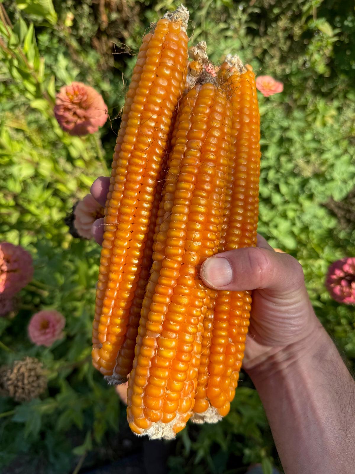 Otto File Flint Corn