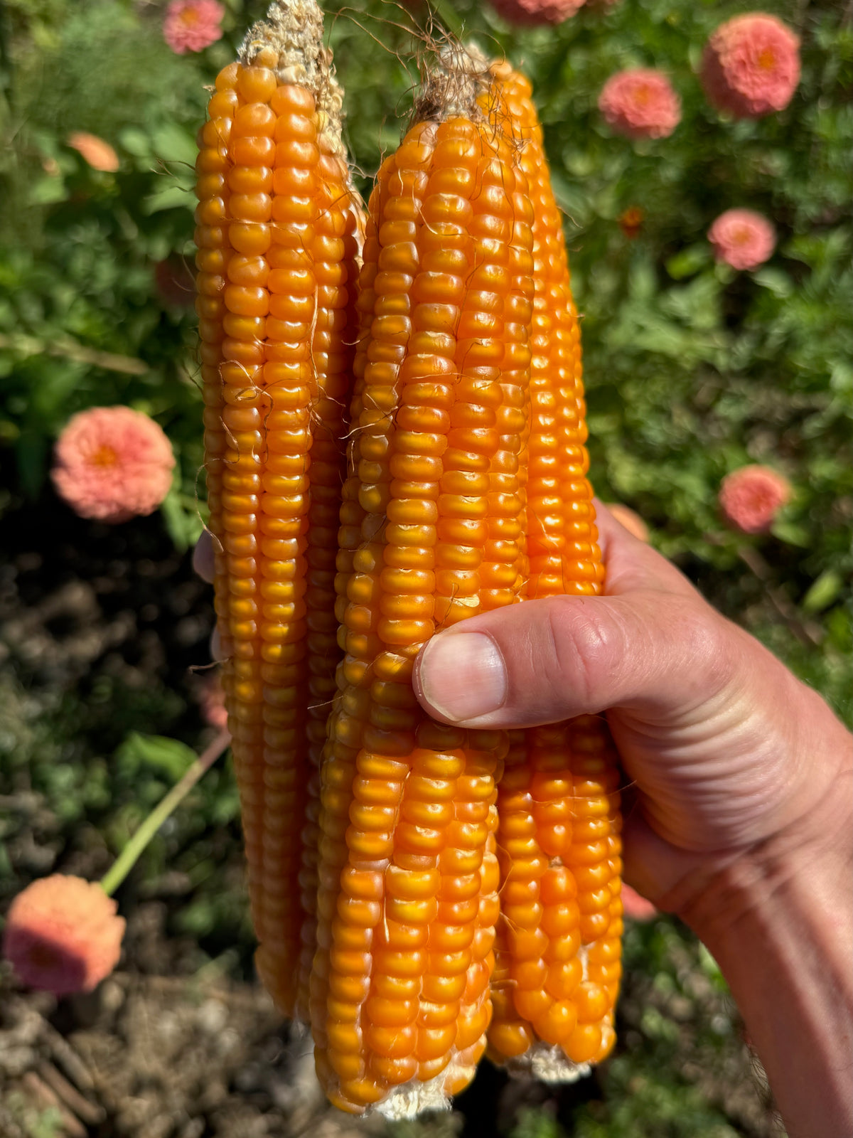 Otto File Flint Corn