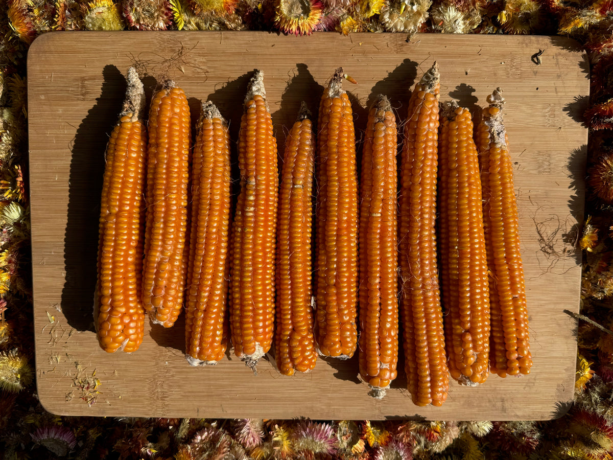 Otto File Flint Corn