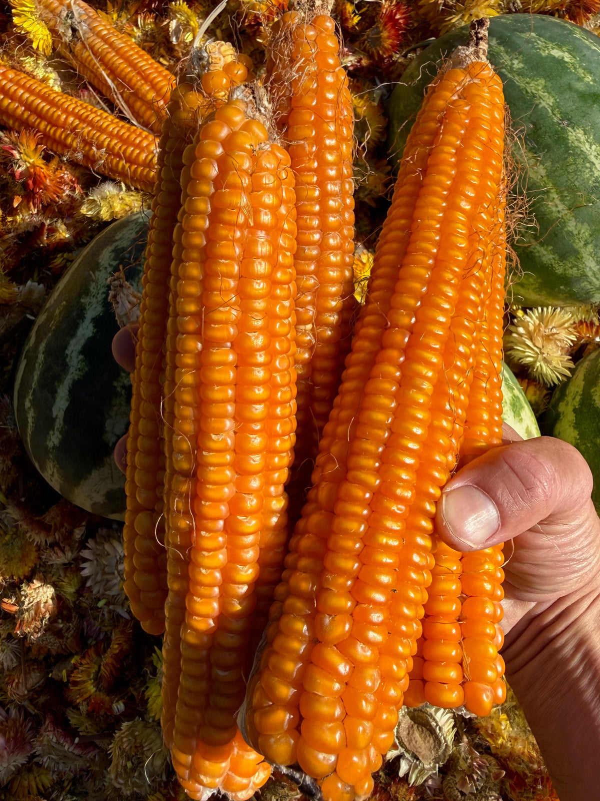 Otto File Flint Corn