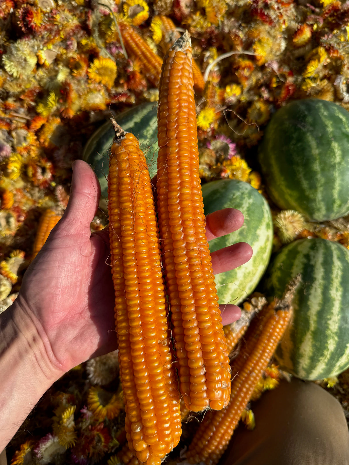 Otto File Flint Corn