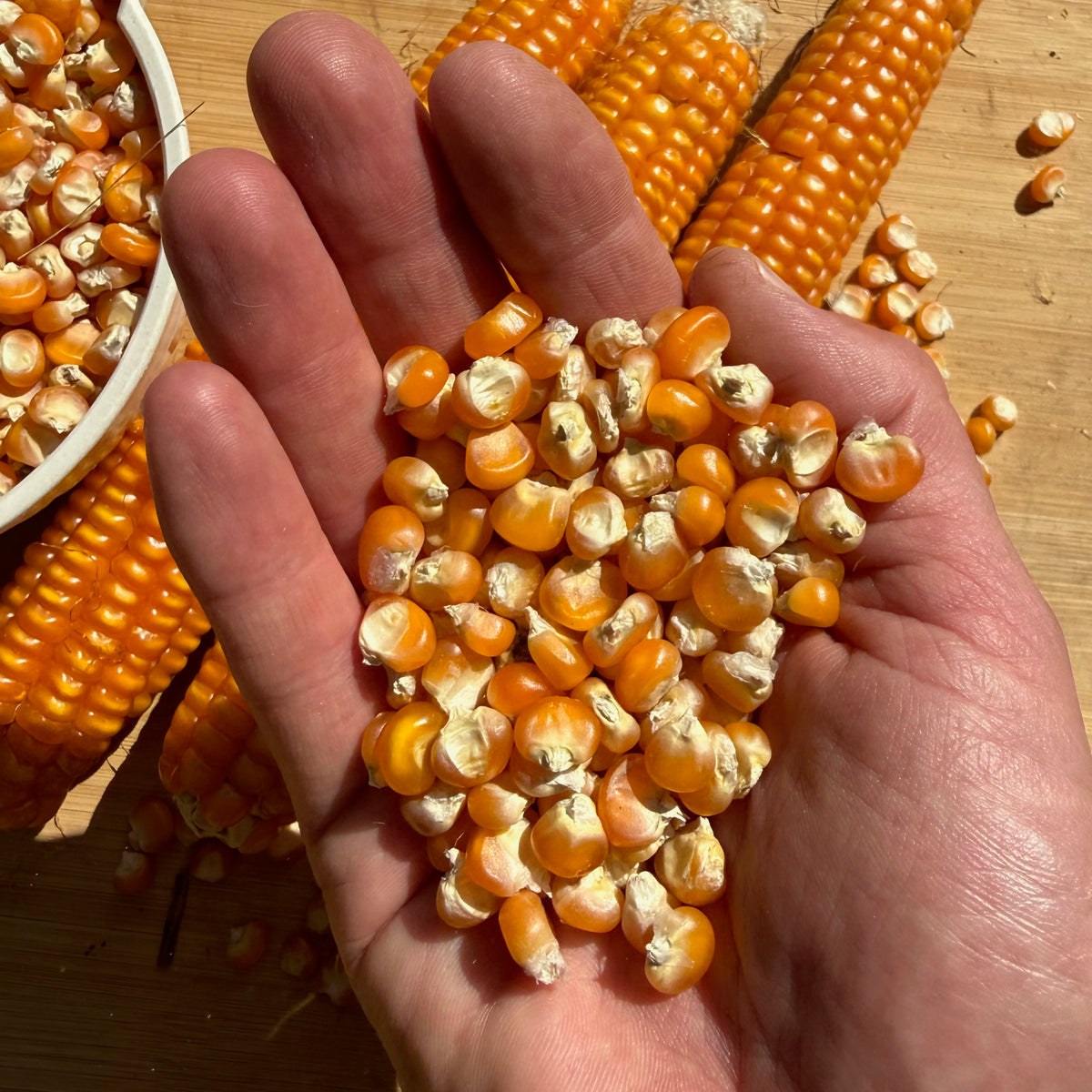 Otto File Flint Corn