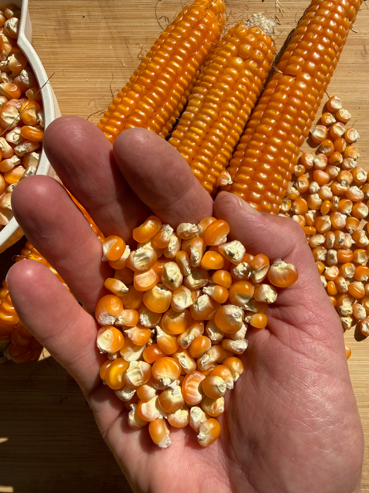 Otto File Flint Corn