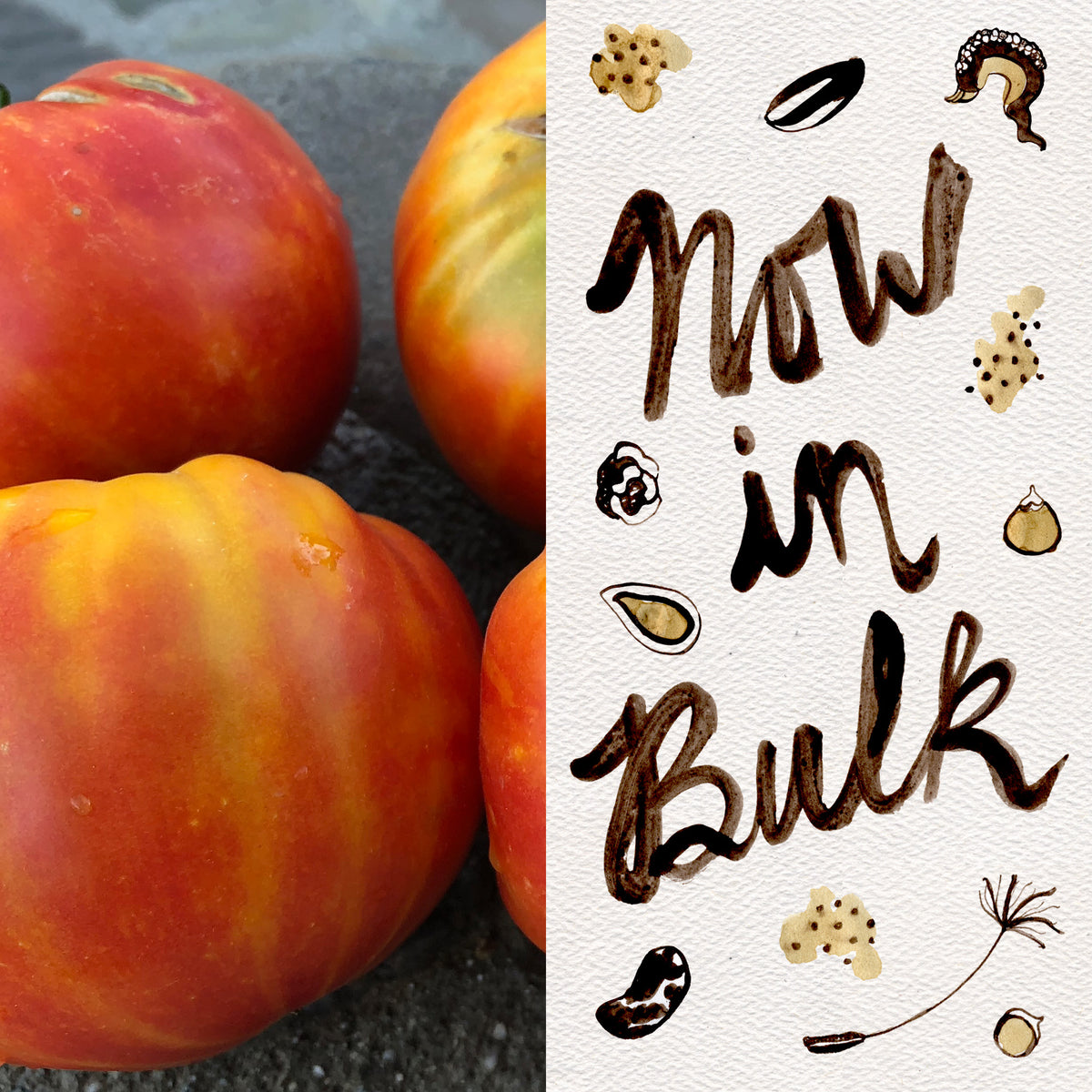 Painted Ukrainian Tomato