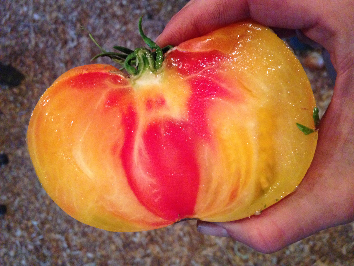 Painted Ukrainian Tomato