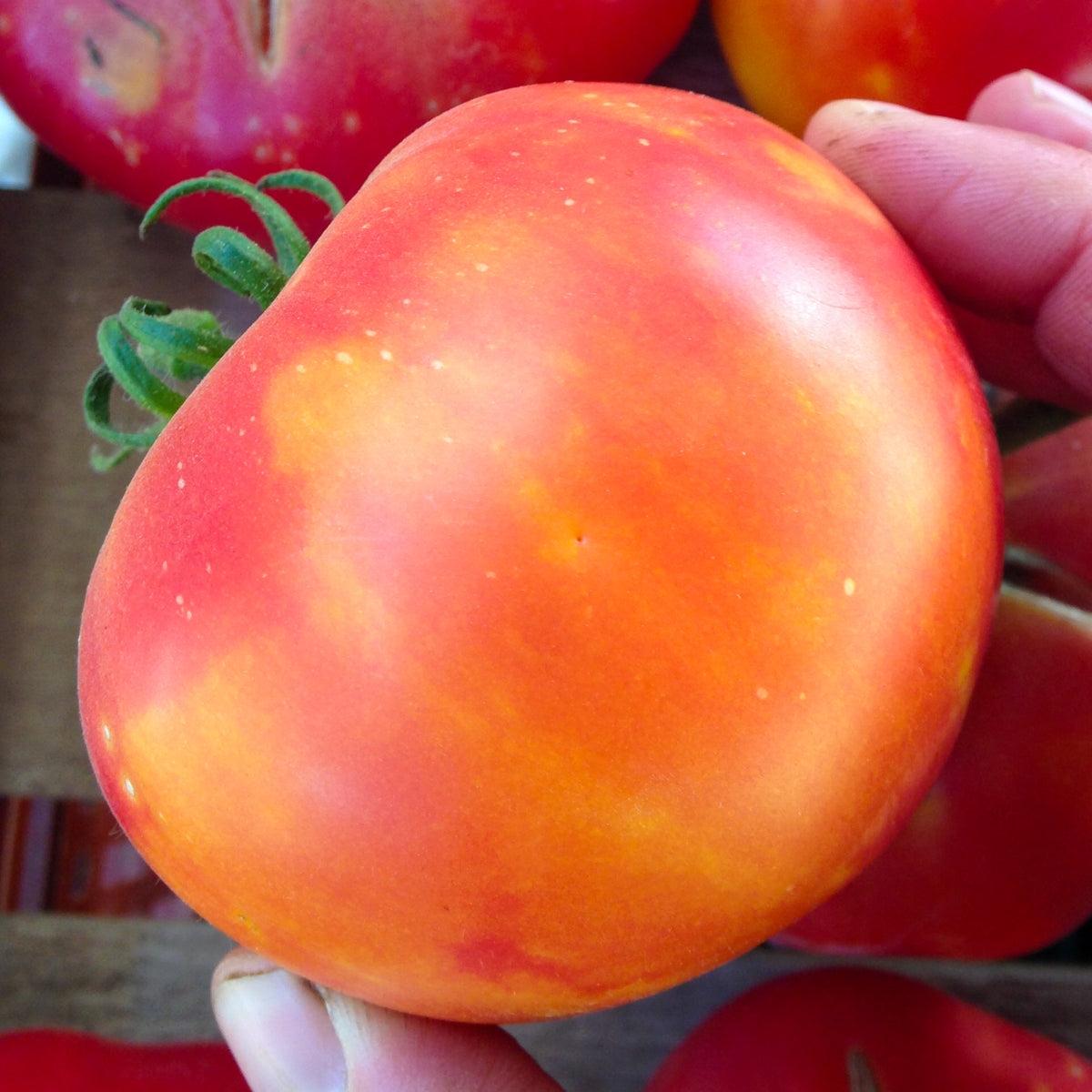 Painted Ukrainian Tomato