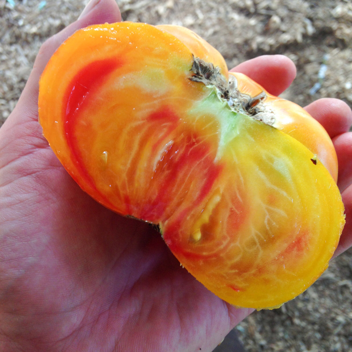 Painted Ukrainian Tomato