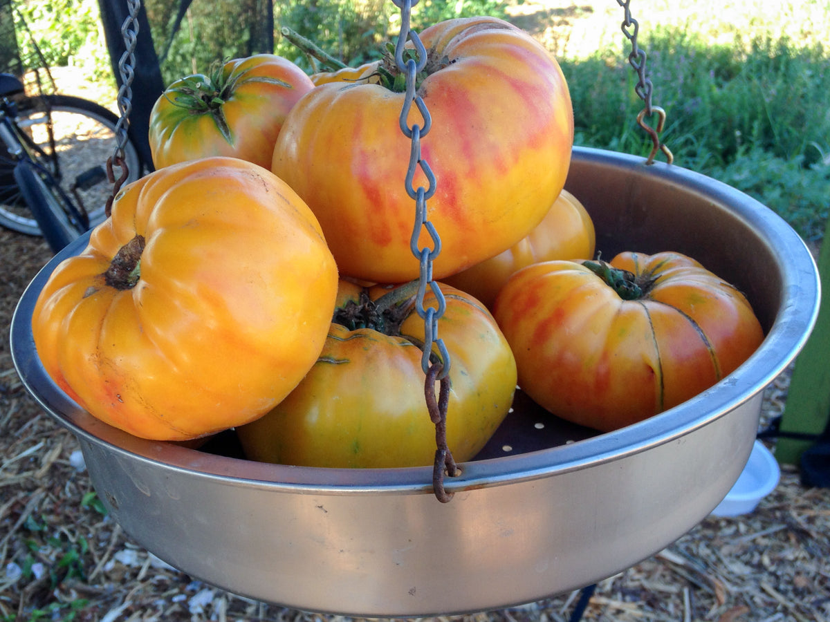 Painted Ukrainian Tomato