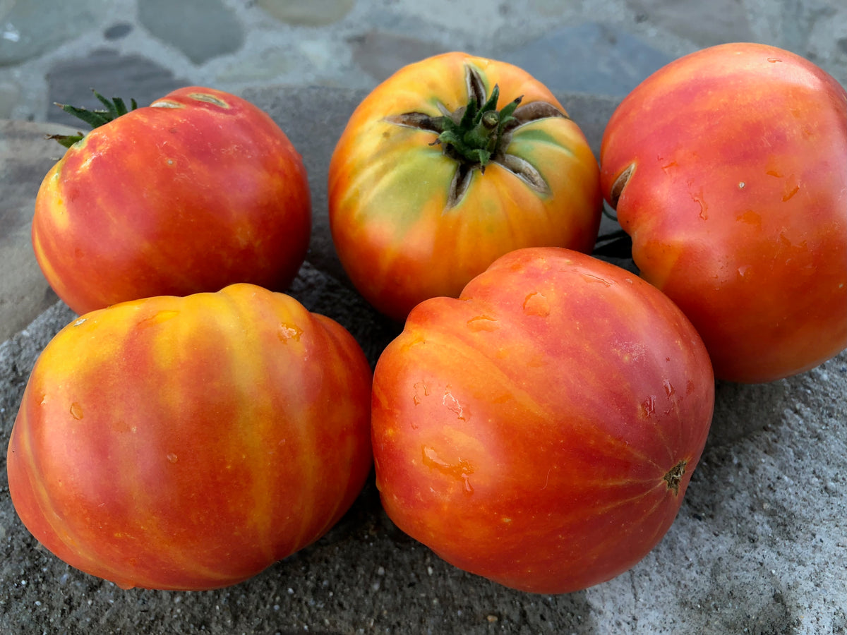 Painted Ukrainian Tomato
