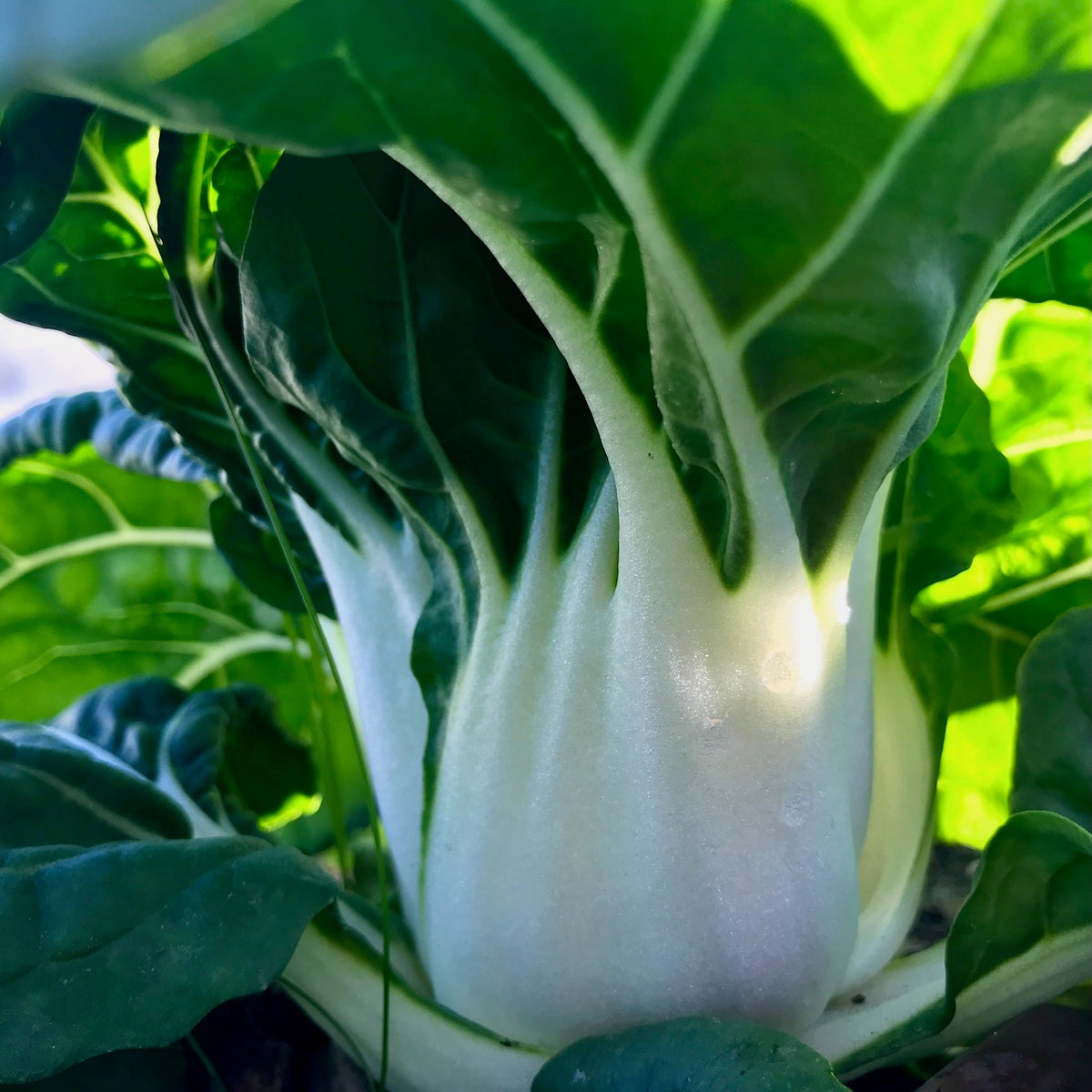 Asian Delight Pak Choi closeup white ribs