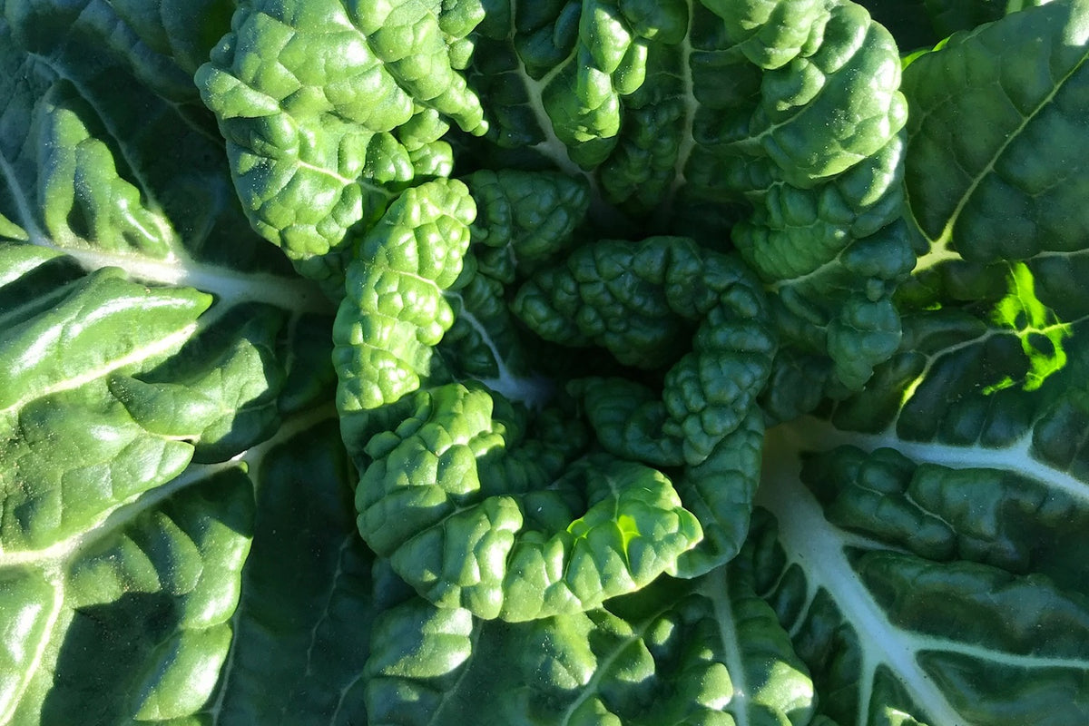 Asian Delight Pak Choi F1 Hybrid Ariel View