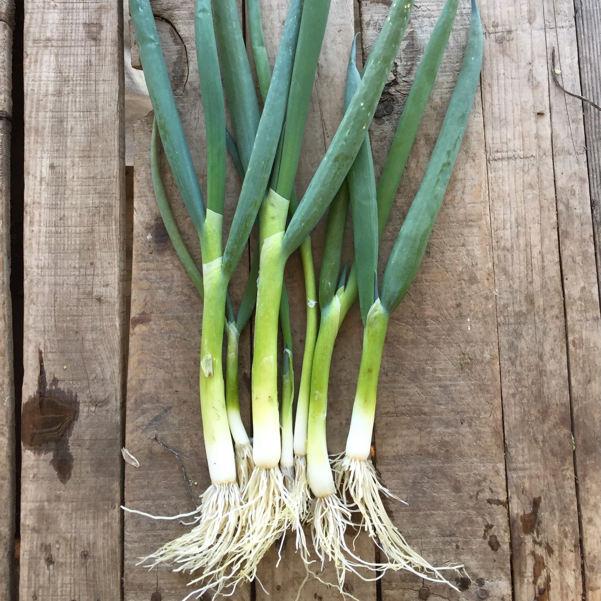 planting scallion seeds Parade Scallion Seeds BULK: 5,000 Seeds (10 grams)