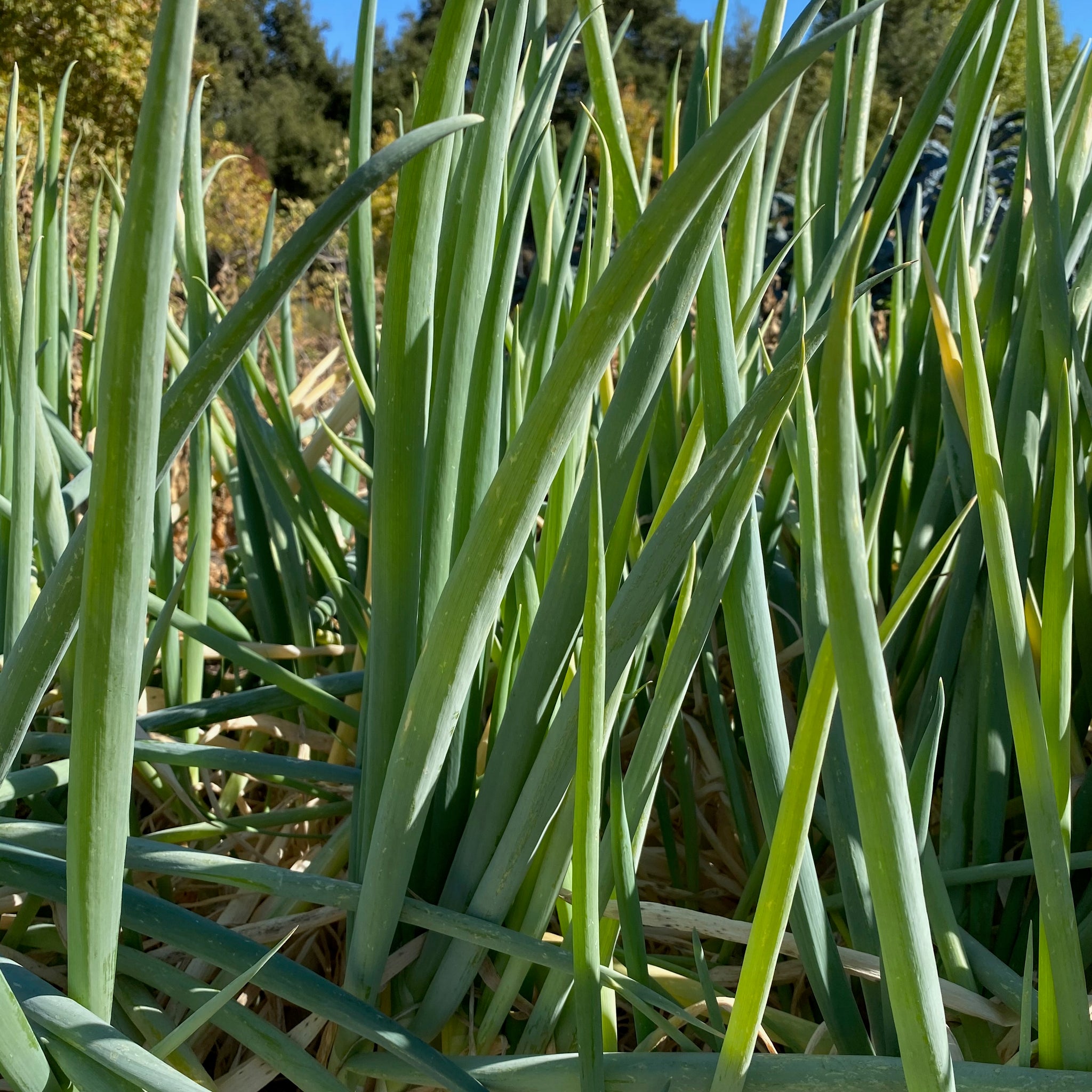 Scallion Tree Warrior Bunching Onion Scallion Seeds - The Plant Good Seed Company