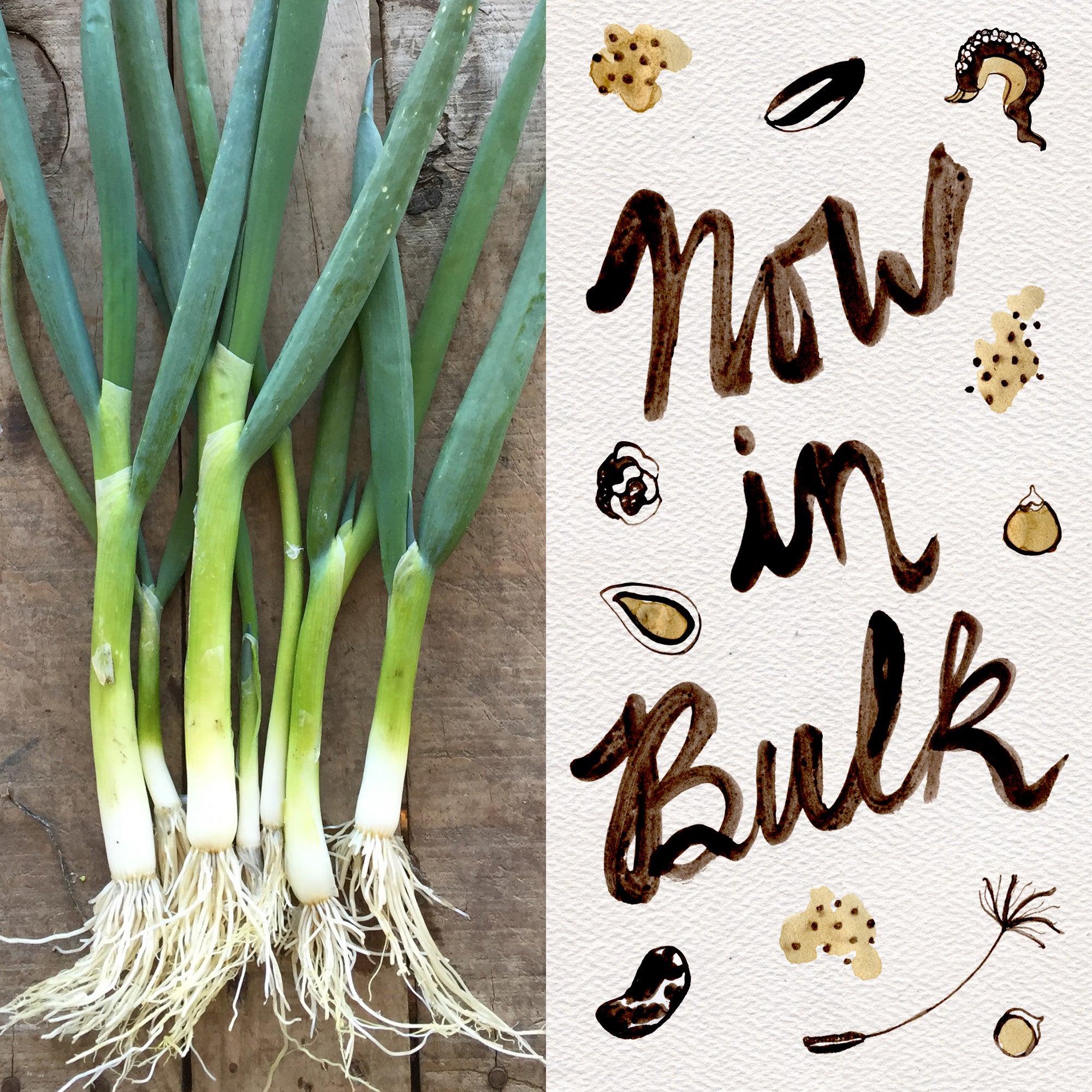 planting scallion seeds Parade Scallion Seeds BULK: 5,000 Seeds (10 grams)