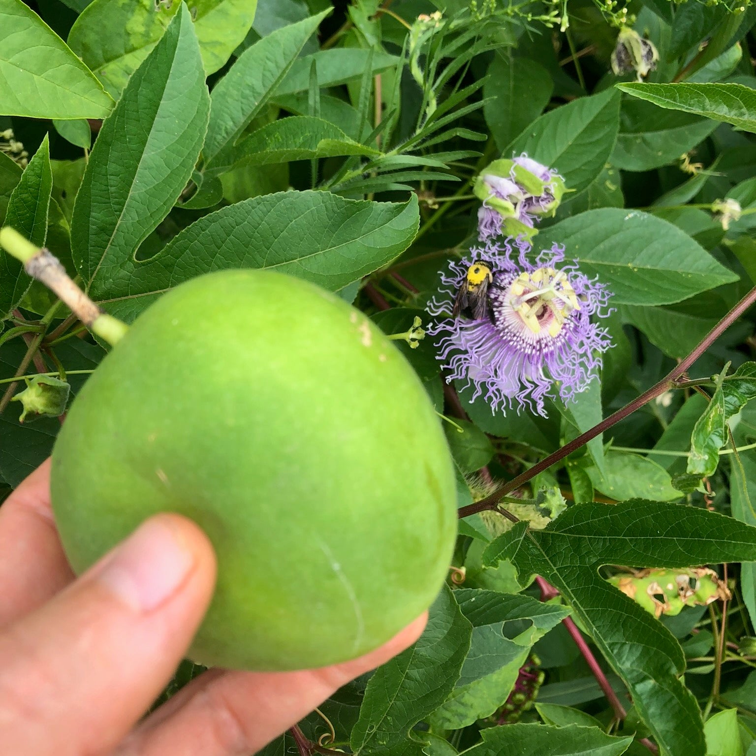 purple velvet plant seeds Purple Passionflower / Maypop Seeds