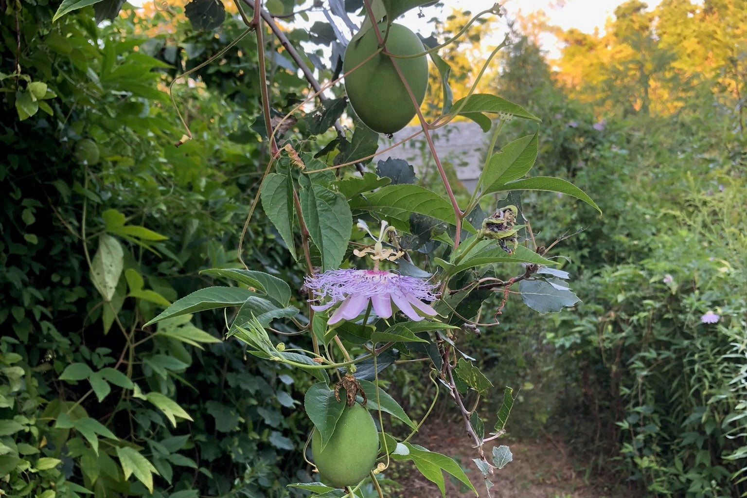 Passiflora Incarnata Maracuja Passion Fruit Vine Maypop - Foto 9