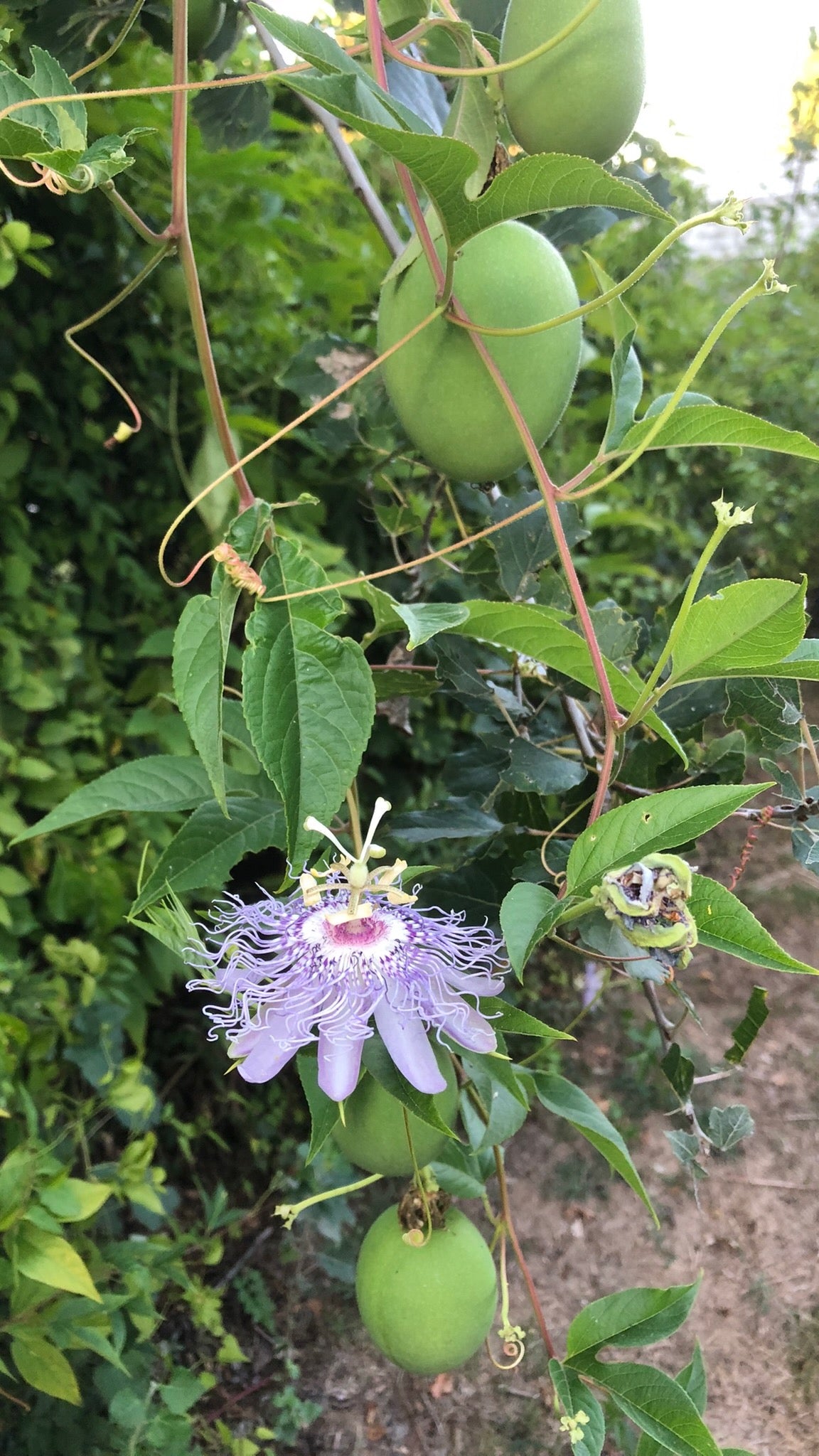 passion flower seeds Purple Passionflower / Maypop Seeds