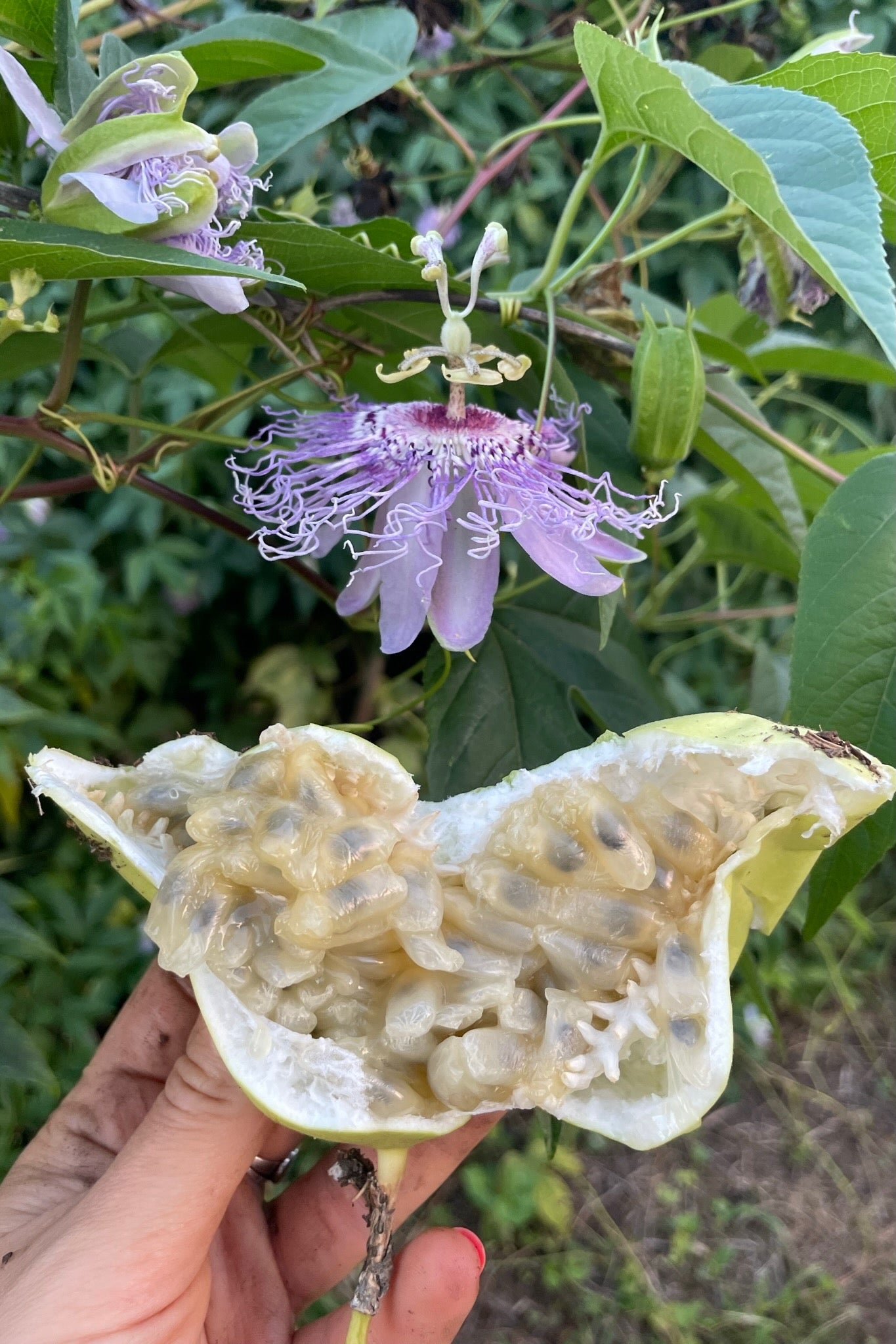planting maypop seeds Purple Passionflower / Maypop Seeds