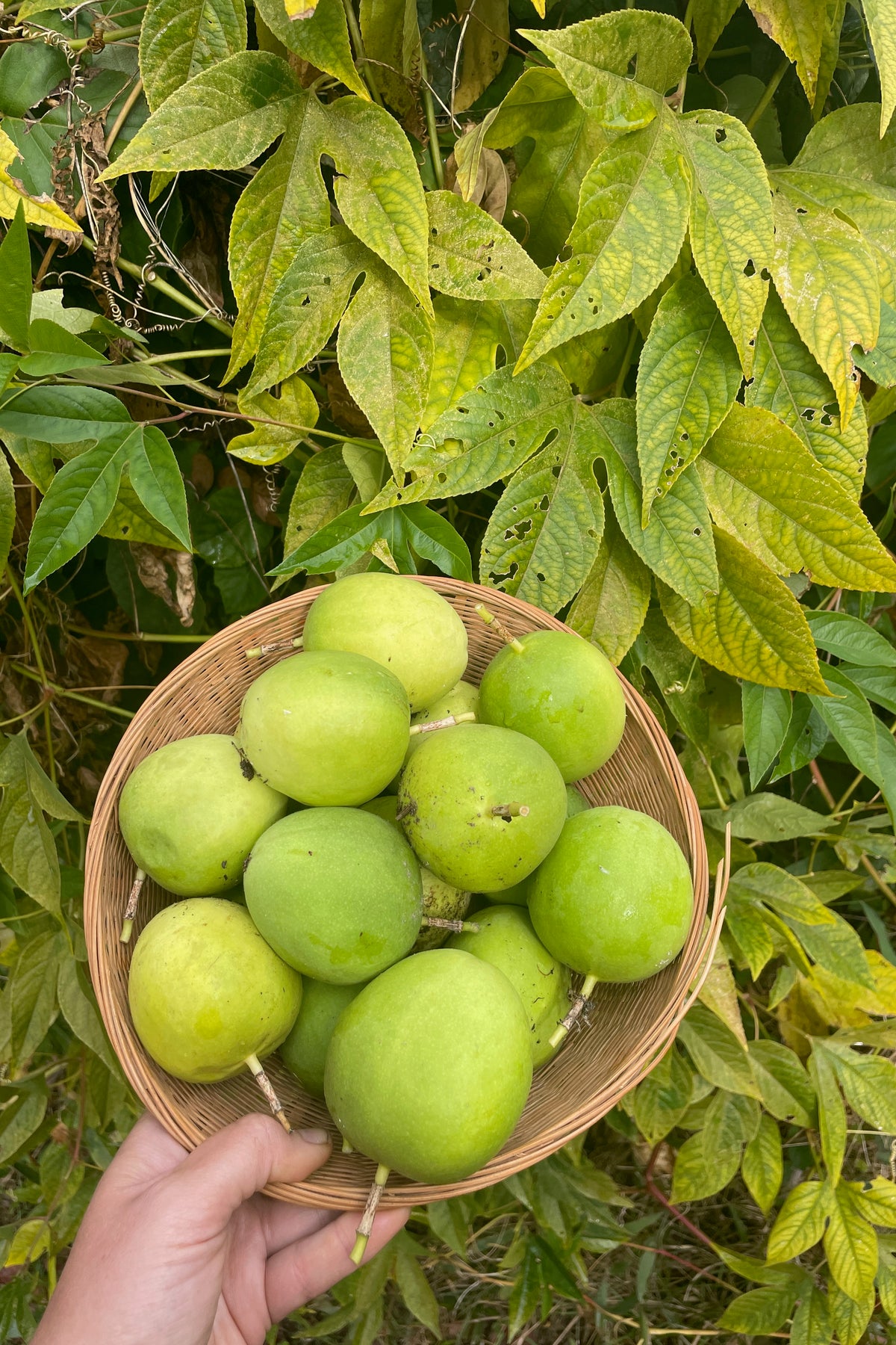 Purple Passionflower / Maypop