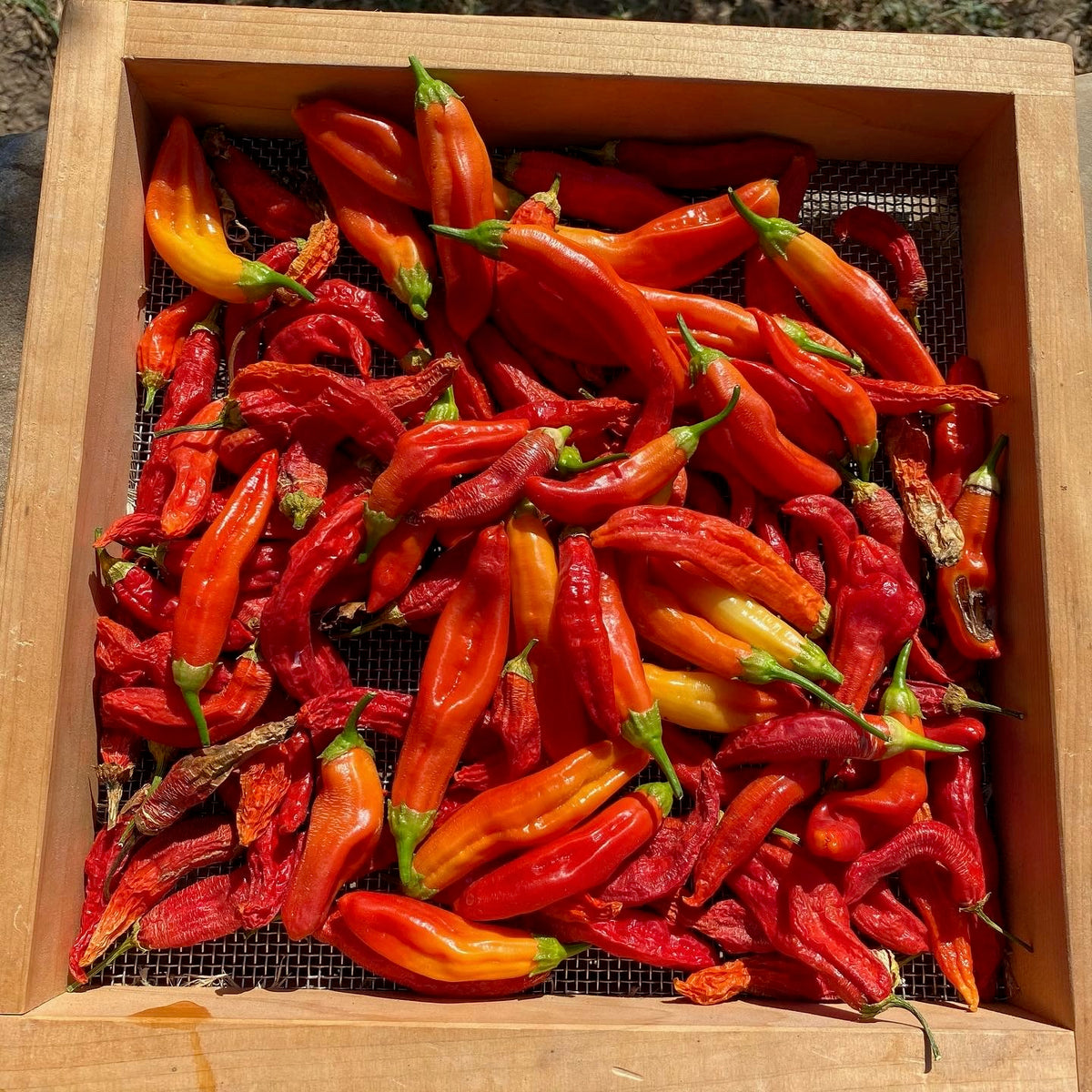 Aji Amarillo Chili Pepper