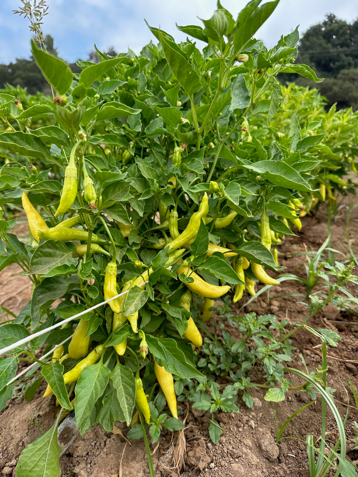 Aji Amarillo Chili Pepper