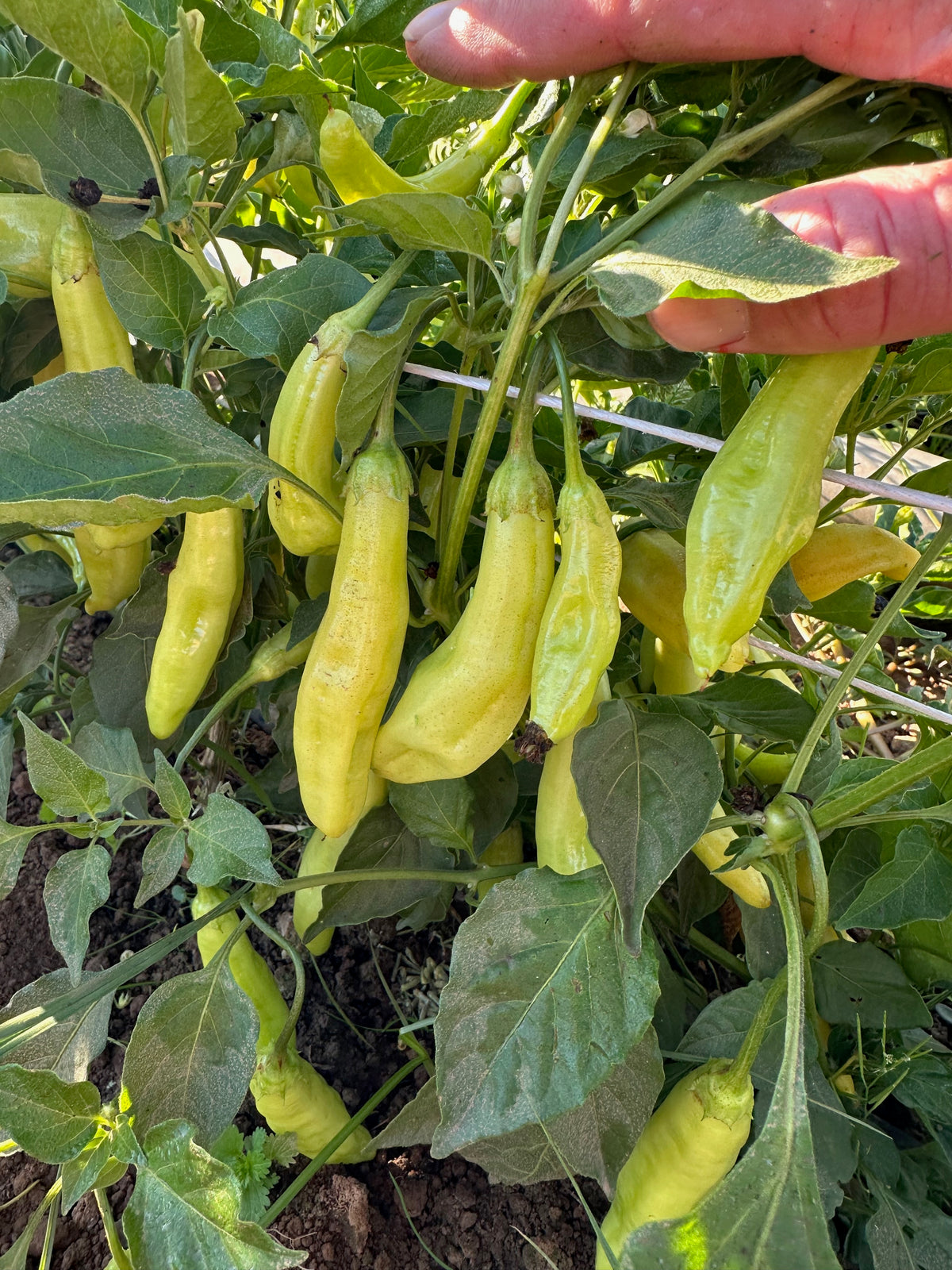 Aji Amarillo Chili Pepper