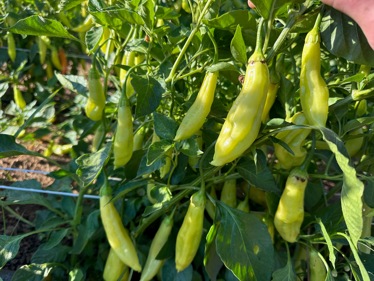Aji Amarillo Chili Pepper