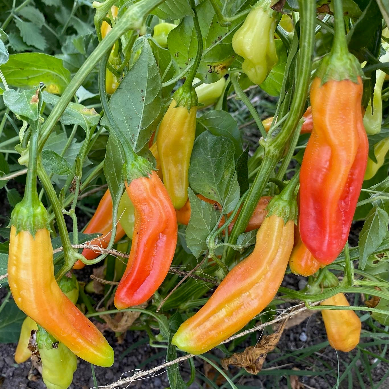 Aji Amarillo Chili Pepper
