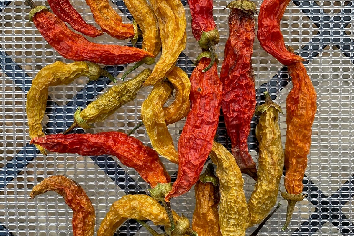 Aji Amarillo Chili Pepper