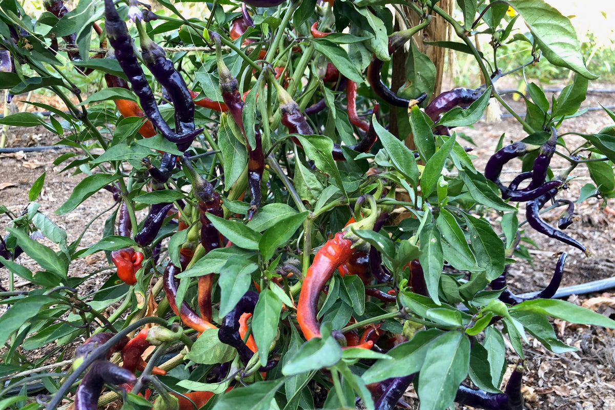 Buena Mulata Pepper