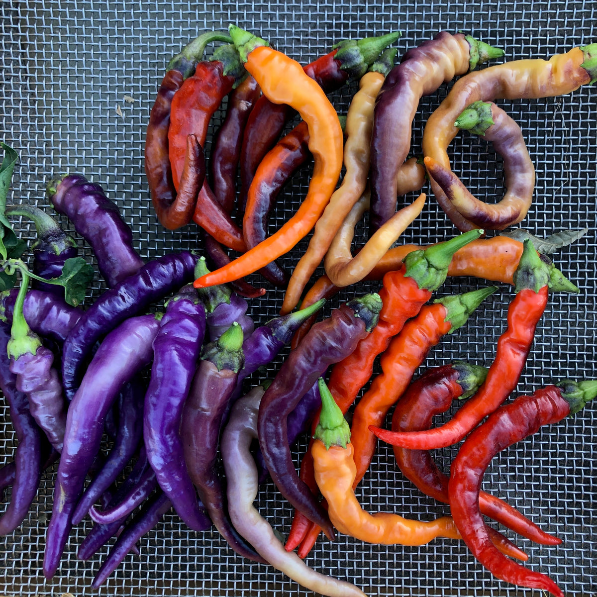 Buena Mulata Pepper