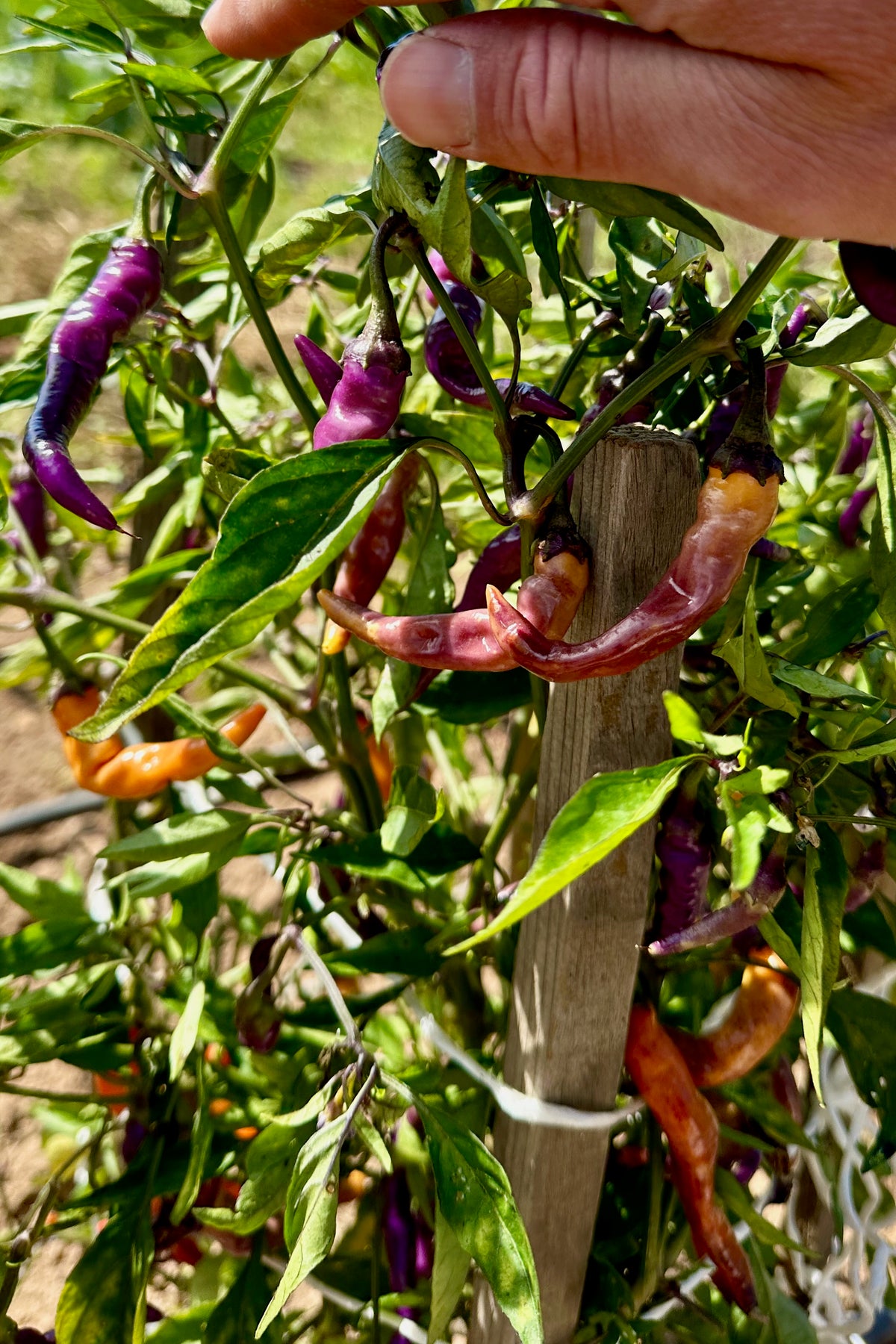 Buena Mulata Pepper