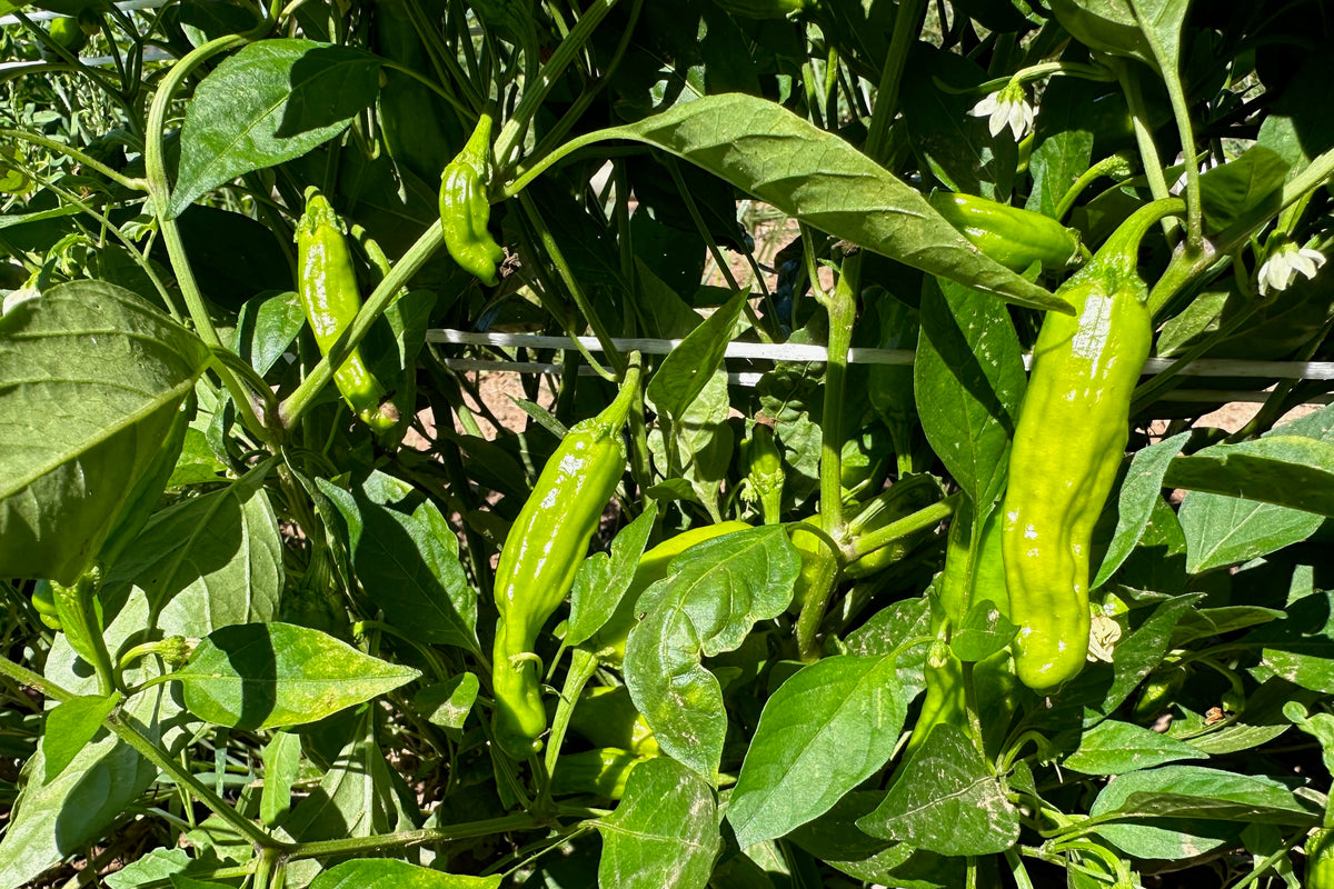 Shishito Pepper