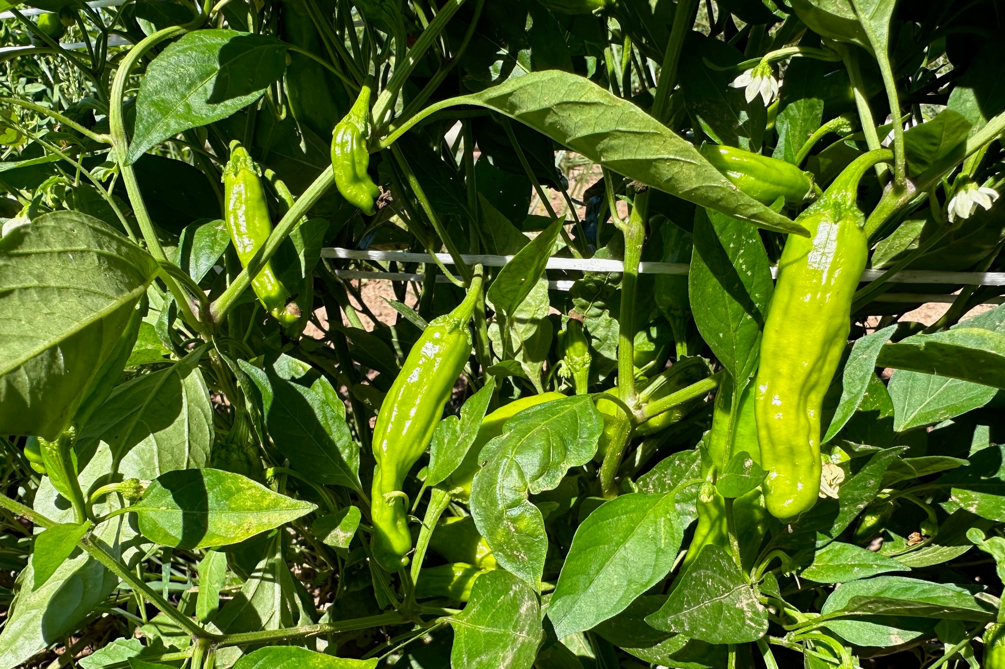 planting shishito pepper seeds Shishito Pepper Seeds