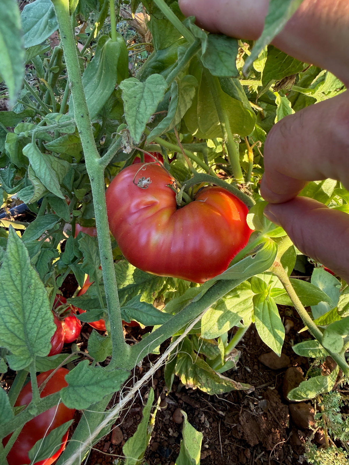 Pink Brandywine Tomato