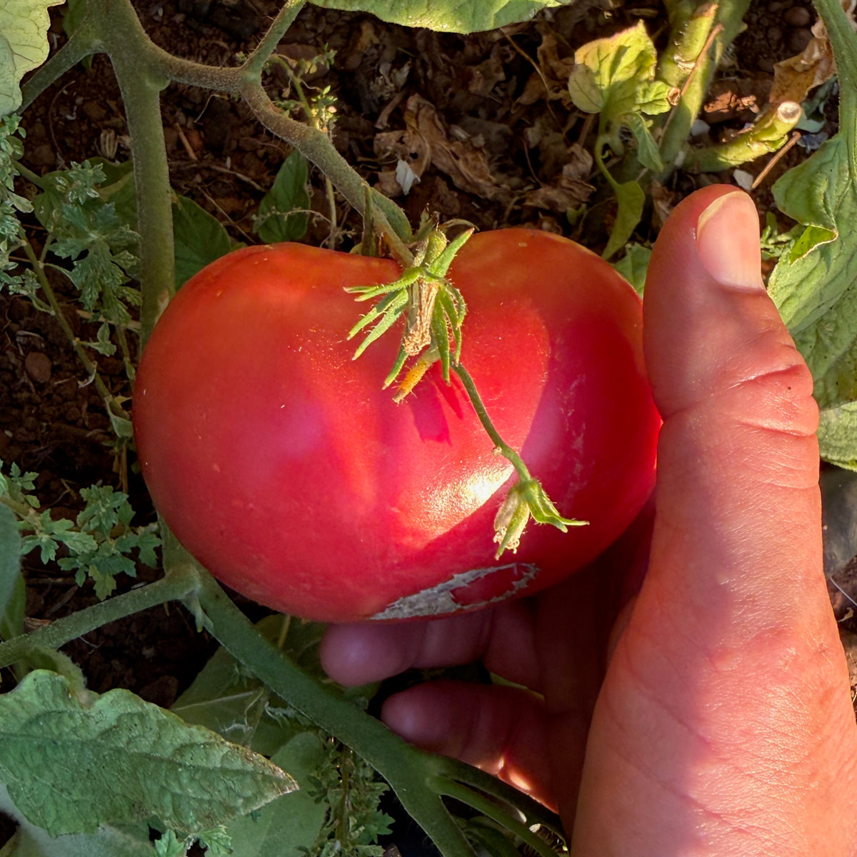 Pink Brandywine Tomato