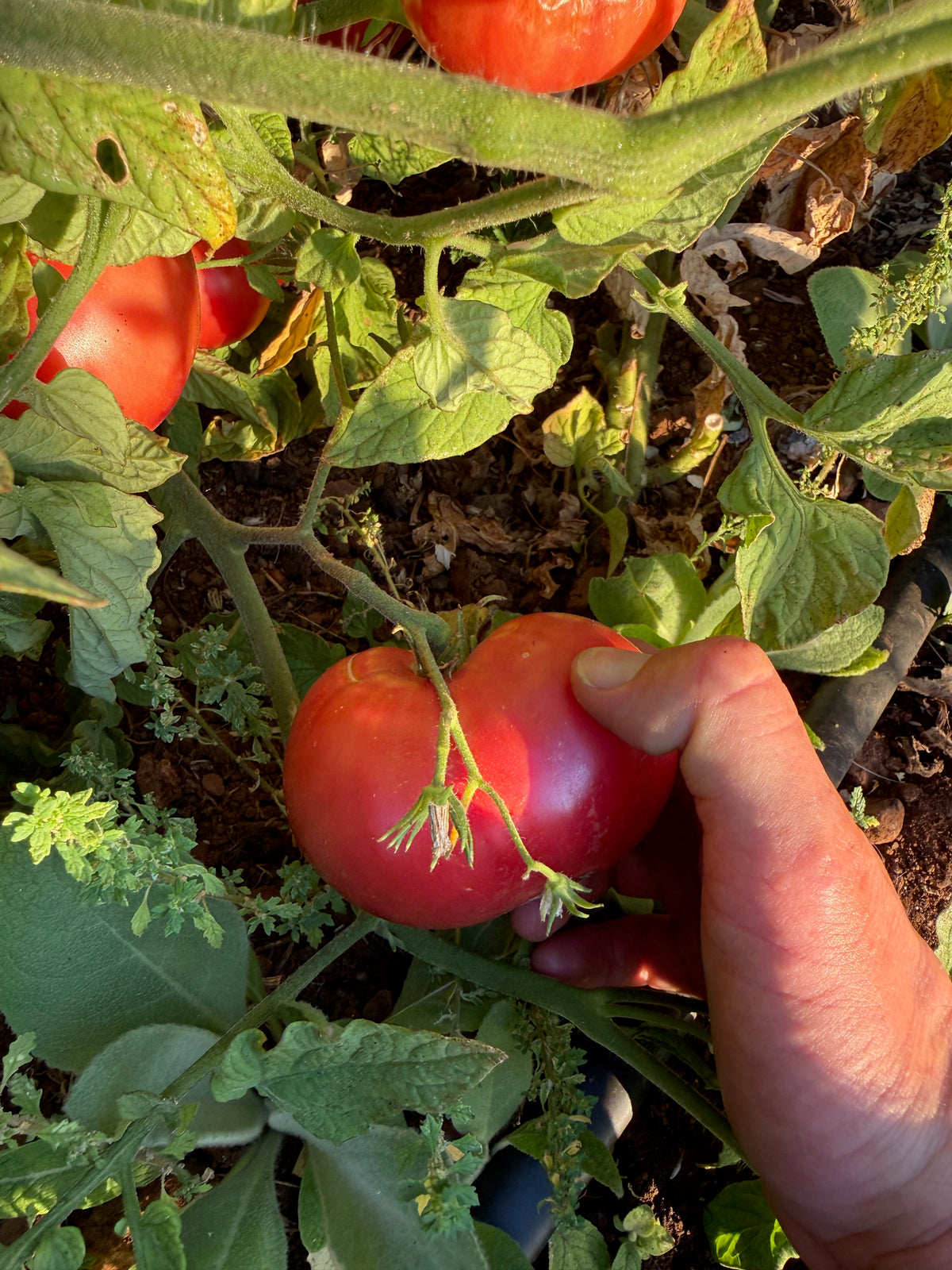 Pink Brandywine Tomato