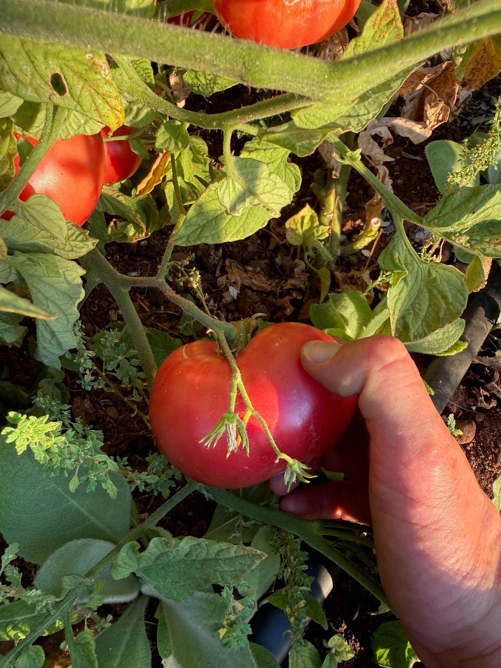 organic brandywine tomato plant 4.5 inch pot Brandywine Tomato Seeds