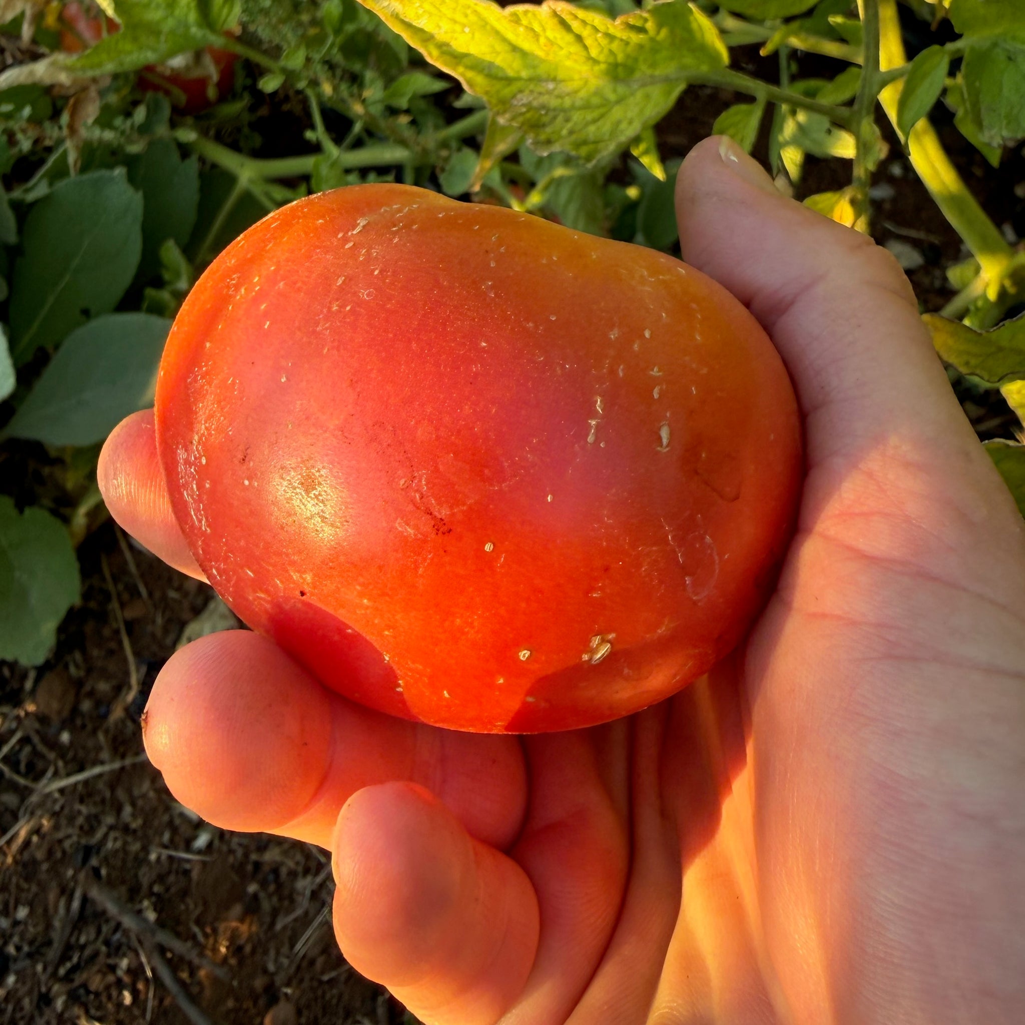 organic brandywine tomato plant 4.5 inch pot Brandywine Tomato Seeds
