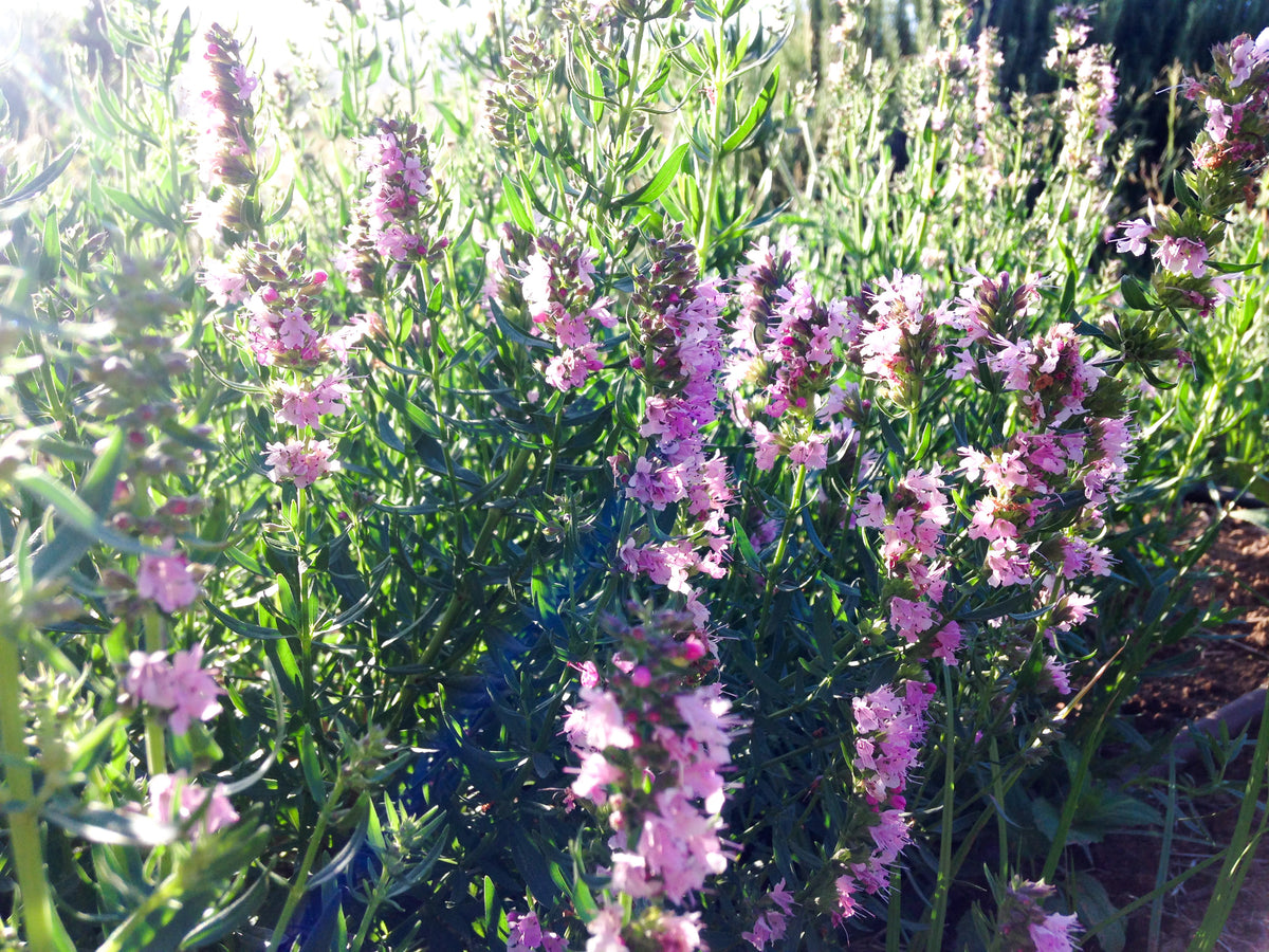 Pink Flowered Hyssop