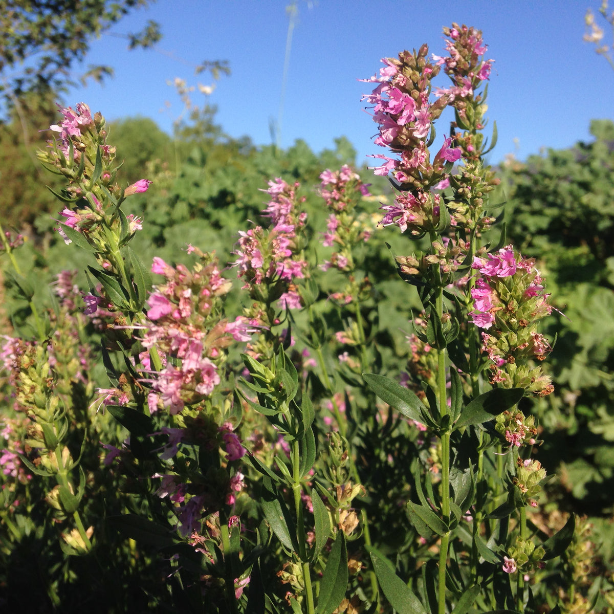 Pink Flowered Hyssop