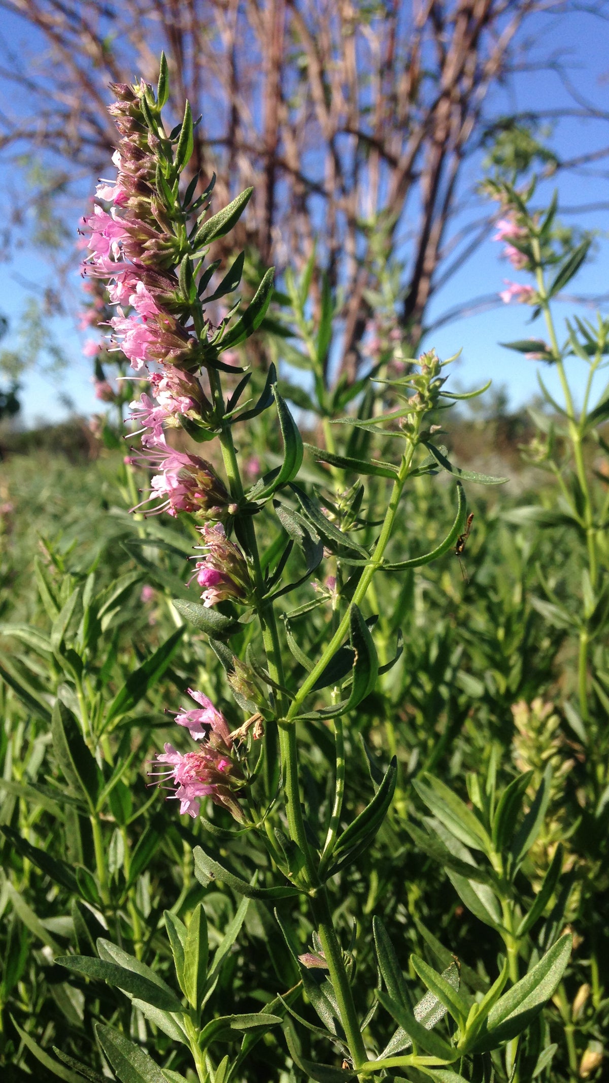 Pink Flowered Hyssop